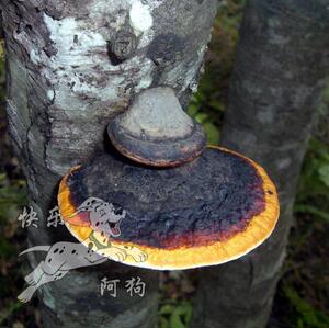 长白山野生红缘拟层孔菌 红缘层孔菌 红缘树舌 250克