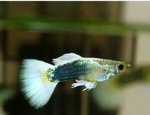 皇冠信誉 热带鱼 观赏鱼 象牙白孔雀鱼 成年鱼 白礼服鱼胎生鱼