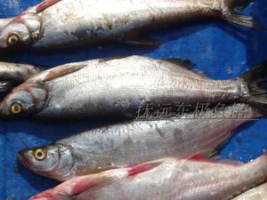 黑龙江东北抚远县特产纯江天然翘嘴岛子鱼白鱼开江鱼3斤顺丰包邮