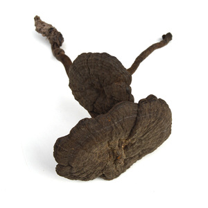 灵芝之家 云南野生灵芝 野生假芝 皱皮假芝 500g 全国包邮