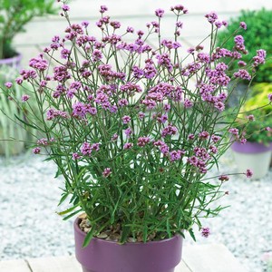 香草花田 柳叶马鞭草 阳台庭院花卉绿植 小盆栽苗 景观 芳香植物