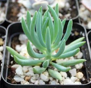 多肉植物 蓝月亮 多肉植物盆栽 绿植 花卉防辐射多肉植物 易养