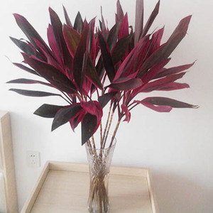 紫竹红叶花卉水培富贵竹植物水培富贵竹上海南京杭州福建合肥速递