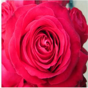 娇花满园 *亚历克红* 灌木月季 大花  丰花