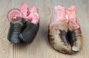 黄牛蹄