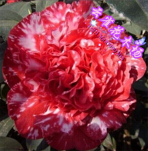 [云斑大元帅]大到巨型花 复色斑块 精美盆栽茶花 稀有品种茶