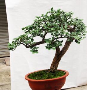 百年大型扶芳藤盆景 卫矛下山桩 盆景桩 树桩盆景 雪压式