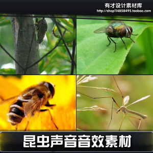 各种昆虫声音音效大群蜜蜂知了蛐蛐蚊子苍蝇扑棱扇动翅膀飞素材音