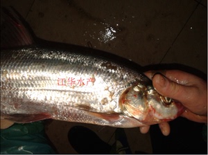 太湖白水鱼鲜活水产 新鲜大白鱼