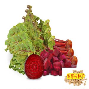 散装甜菜根种子蔬菜种子 甜菜种子红萝卜种子 紫红菜头牛皮菜种子