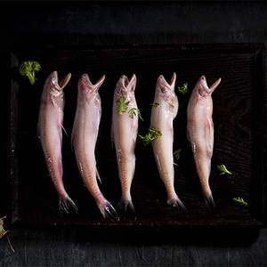 东海 新鲜豆腐鱼 龙头鱼 龙头烤 九肚鱼 狗母鱼 虾潺 水龙鱼