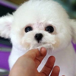顽皮白色茶杯体母狗出售纯种泰迪幼犬白贵宾小型犬宠物活体f0243