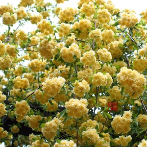 黄木香月季