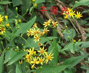 千里光中草药野生