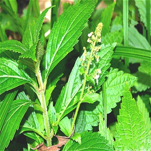 野生中药材香茶菜 铁棱角 蛇总管 山薄荷 龟叶苏子干品 500g 包邮