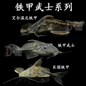 普铁铁甲武士鱼活体艾温艾尔温尼铁甲海豚长须铁甲底层大型鱼鲶鱼