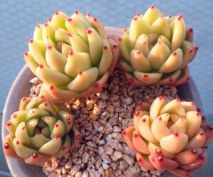 正版黄金玛丽亚多肉玛利亚多肉群生老桩韩国进口多肉植物一物一拍