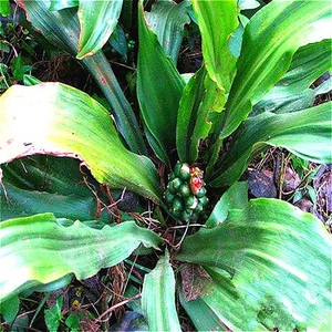 00念菓多旗舰店天猫吉祥草种子野生玉带草 观音草 小叶万年青中草药