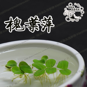 笃悠悠工作室繁殖 槐叶浮萍 浮萍 虾缸浮萍 水晶虾缸 除no3包邮