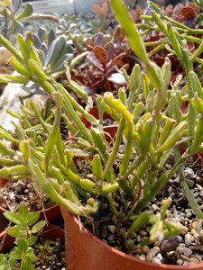 玉柳(枝条硬度大点) 丝苇属 多肉植物 出售单棵