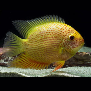 中大型淡水活体鱼热带鱼观赏鱼宠物活体菠萝鱼金菠萝鱼喷点菠萝鱼