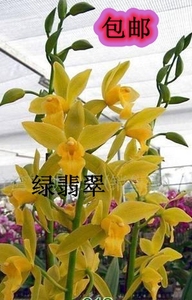 绿翡翠兰花-淘宝拼多多热销绿翡翠兰花货源拿货