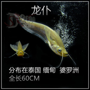 龙仆亚洲鲶鱼亚洲齿鲶大型观赏鱼淡水鱼热带鱼活体可混养龙鱼