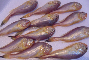 舟山新鲜鱼 野生大头梅子 黄梅童鱼 中小条梅筒 4件2斤起买 半斤