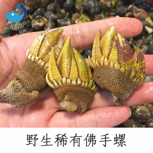 【海王】玉环特稀有小海鲜 野生佛手螺狗爪螺龟足 鹅颈藤壶科 预