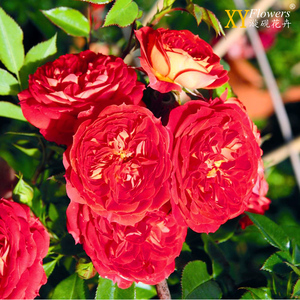 漩砚花卉 藤本月季花苗 明星玫瑰卡门 多花玫瑰盆栽庭院花卉花园