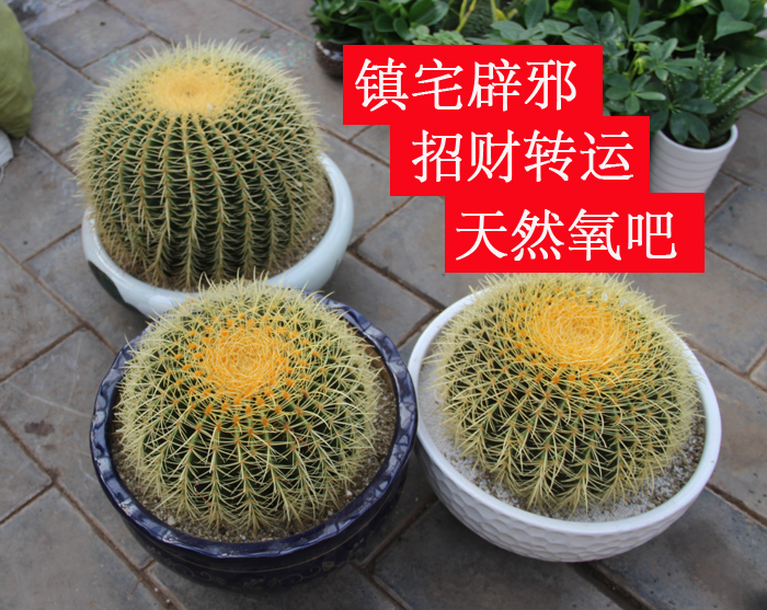 1、家中仙人掌的風水很講究