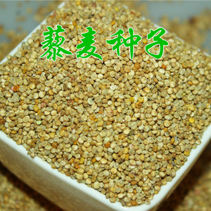 【促销买1送1】家一白藜麦种子200克包邮 送种植说明