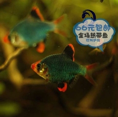 绿虎皮鱼_绿虎皮鱼