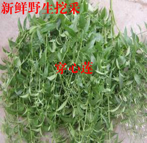 广西草药 穿心莲 带叶春莲秋柳 一见喜榄核莲苦胆草金香草金耳钩