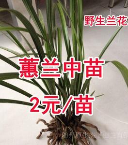 批发野生蕙兰 下山兰花苗 兰草植物花卉盆栽室内盆景绿植现挖现卖