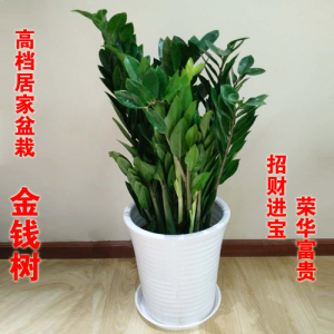 金钱树摇钱树钱串子盆栽花卉净化空气吸甲醛植物四季绿色大型绿植