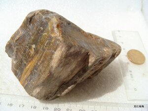 玉化水冲硅化木 木化石原石 木纹理清晰天然石头 372克