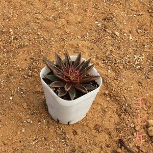 鱿鱼 王七斤 多肉植物