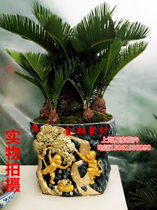 多头铁树小盆景