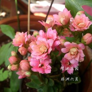 紫涵花园  进口一代种苗  重瓣长寿花  非洲六月