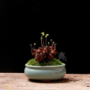 田间艺师 微型掌上三叶草盆栽微型盆景 造型小品 老桩根球 酢浆草