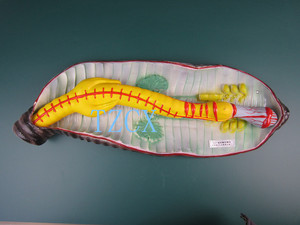 蚯蚓解剖模型 j33104 中学生物标本 模型 教学仪器 实验器材