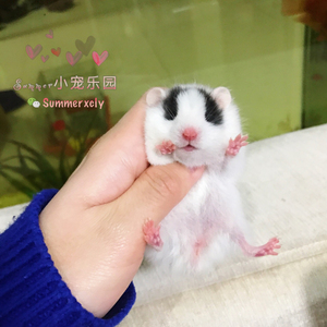 长毛眼线熊仓鼠