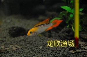 【龙欣渔场 南美短鲷 火焰阿卡西 观赏鱼 热带鱼 白化阿卡西 三线