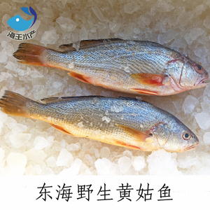 【海王】东海鲜活海鲜野生海捕黄姑鱼黄三鱼春水鱼 条重约9两-1斤