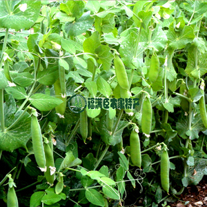 小甜豆