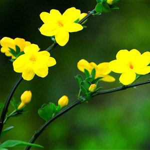 野生新鲜中药材迎春花 金腰带 金梅 清明花 黄素馨全草 500g 包邮