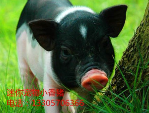 泰国迷你小香猪 迷你猪宠物猪长不大(公)