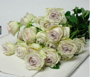 银雨丰花多头勤花蓝紫玫瑰月季花苗 灌木盆栽 阳台玫瑰银雨雾泡