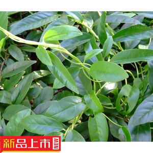 野生新鲜中药材黑老虎根黑老虎大叶风沙藤钻地风过山风500克25元